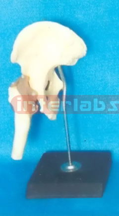 ADVANCED BIG L- HIP JOINT FUNCTIONAL MODEL (ASIA)